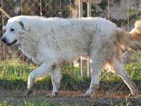 abruzzese mastiff